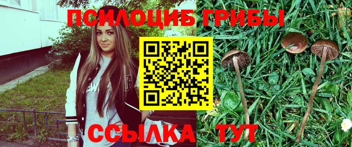Галлюциногенные грибы Psilocybine cubensis Апшеронск